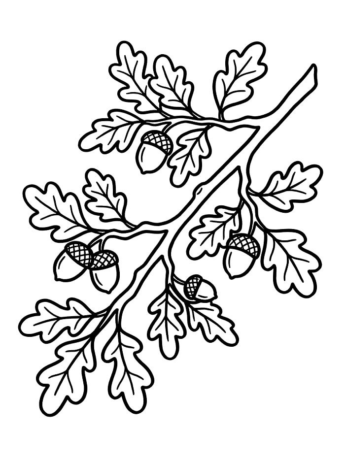 Immagine di un ramo di quercia da colorare