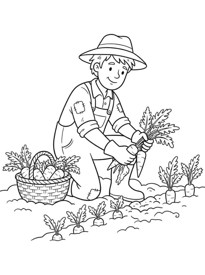 Agricoltore che raccoglie le carote da colorare