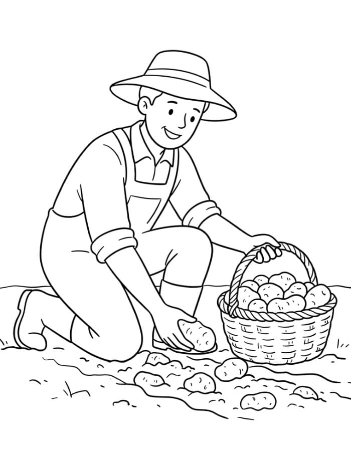 Agricoltore che raccoglie le patate da colorare