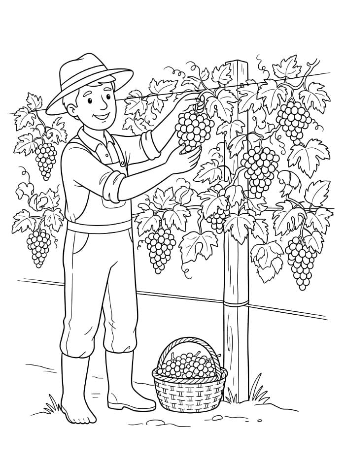 Agricoltore che raccoglie l'uva da colorare