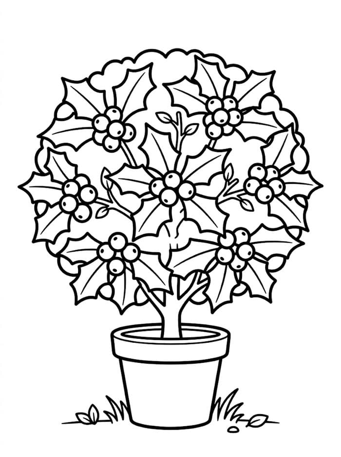 Albero di Agrifoglio da colorare
