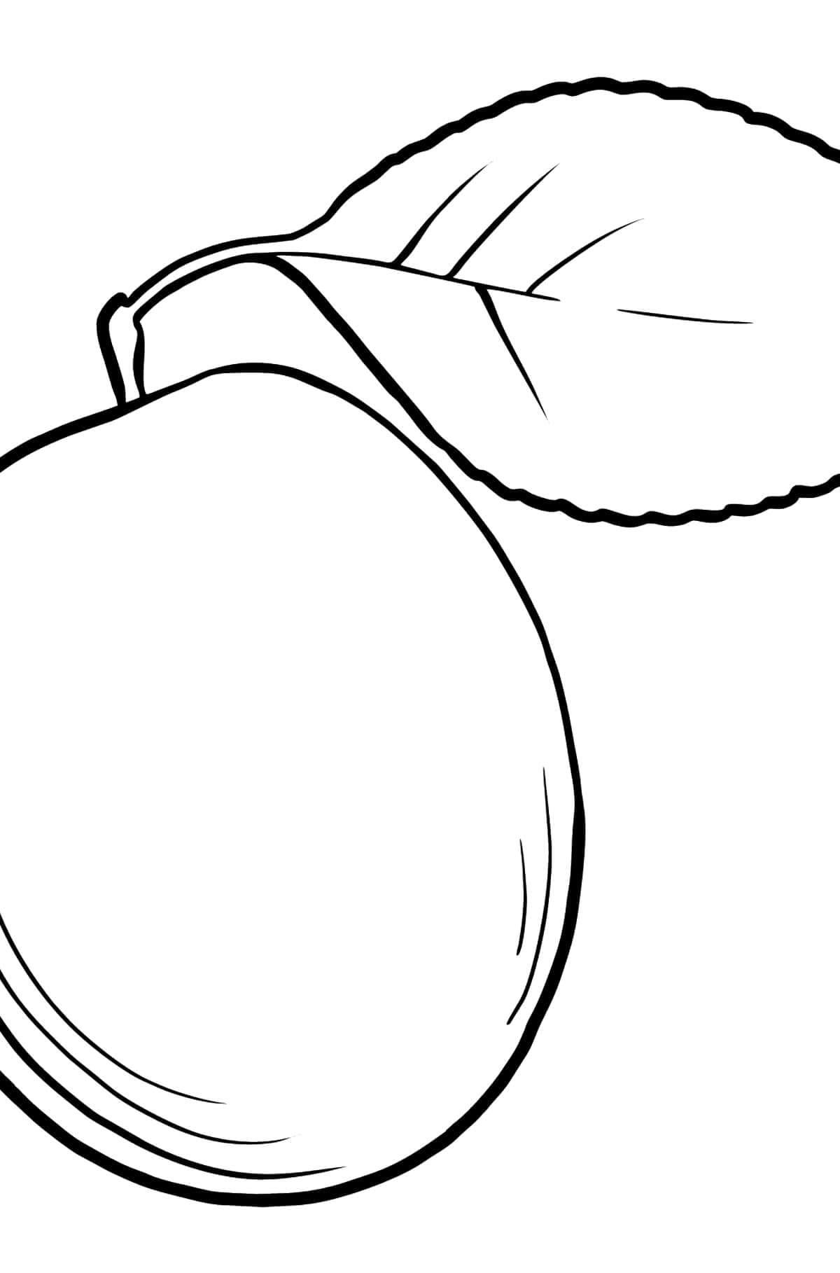 Albicocca deliziosa da colorare