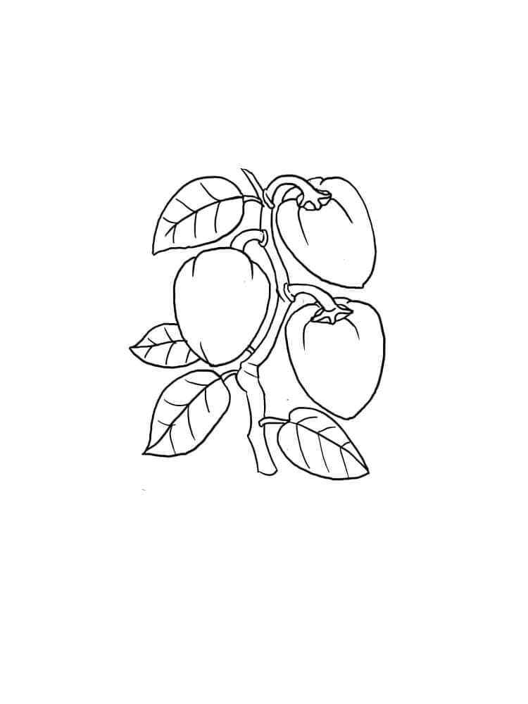 Albicocca stampabile da colorare