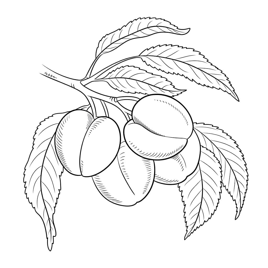 Albicocche sul ramo da colorare