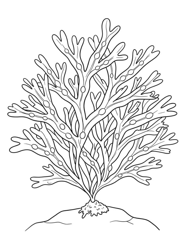 Alga di scogliera da colorare