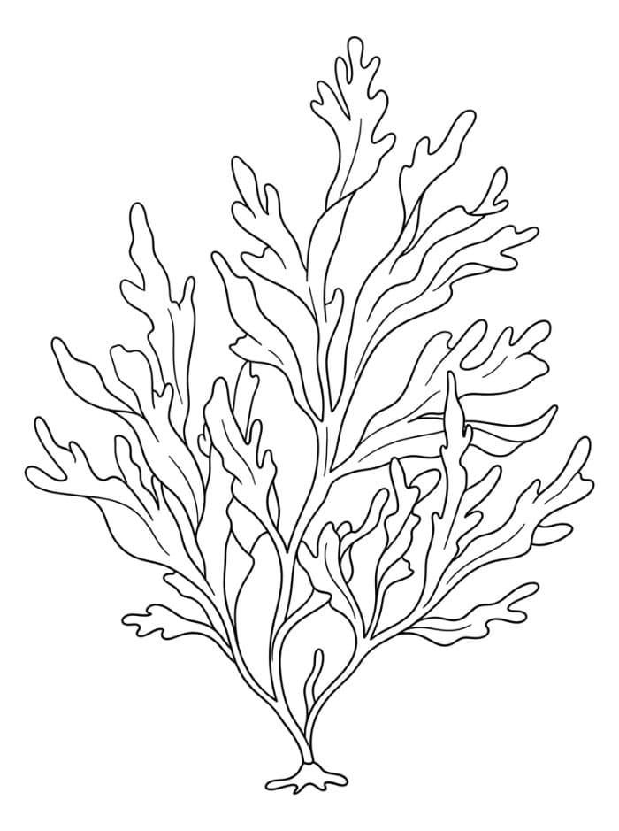 Alghe Dulse da colorare