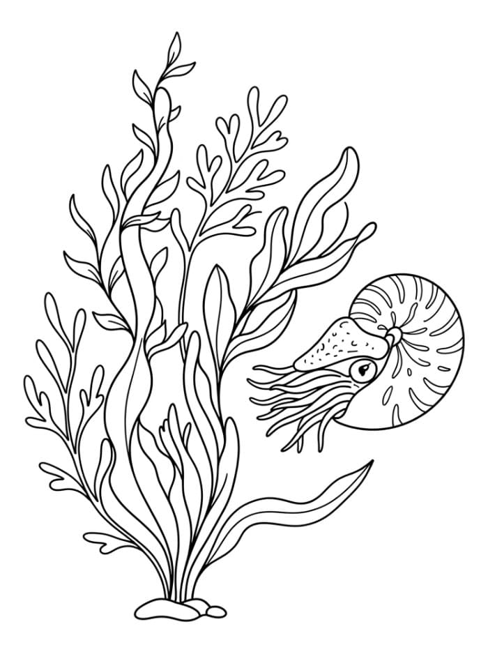 Alghe e nautilo da colorare
