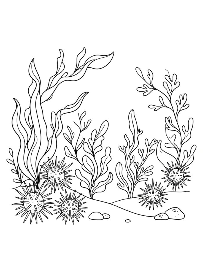 Alghe e ricci di mare da colorare