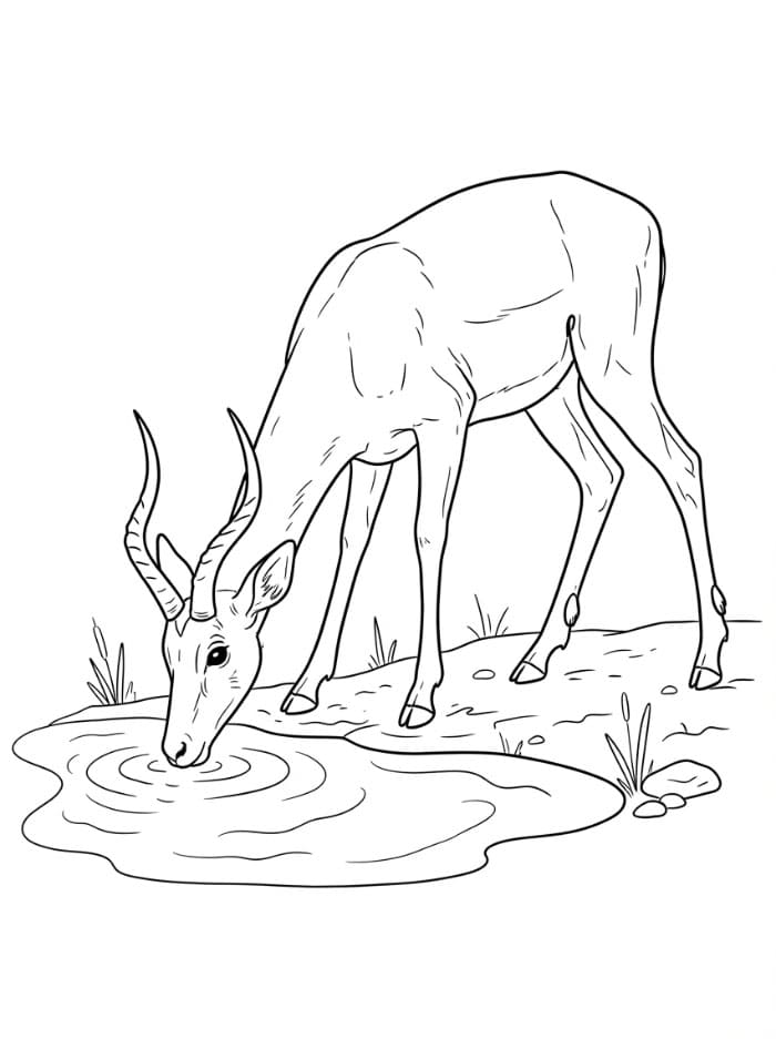 Antilope che beve da colorare