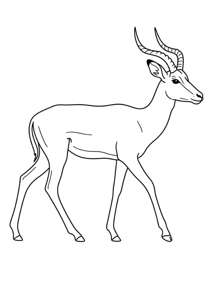 Antilope che cammina da colorare