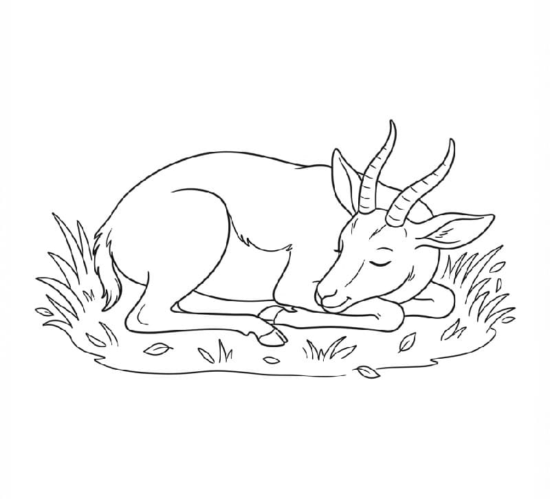 Antilope che dorme da colorare