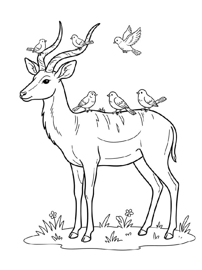Antilope con uccelli da colorare