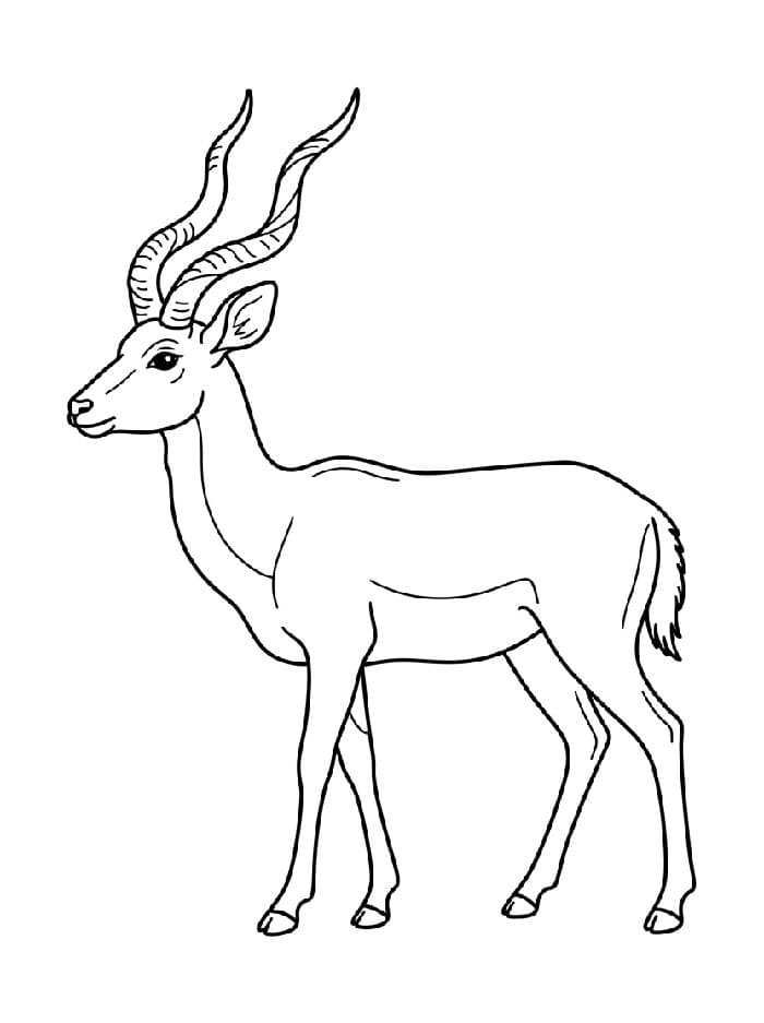 Antilope dalle lunghe corna da colorare
