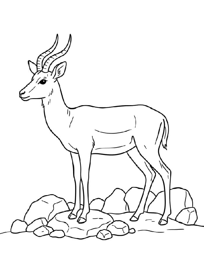 Antilope e rocce da colorare