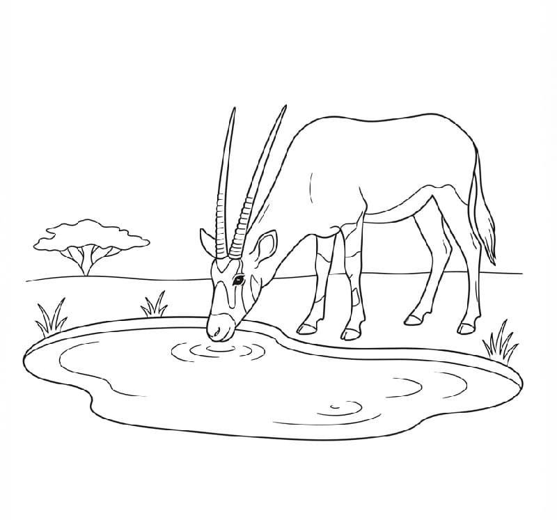 Antilope presso una pozza d'acqua da colorare