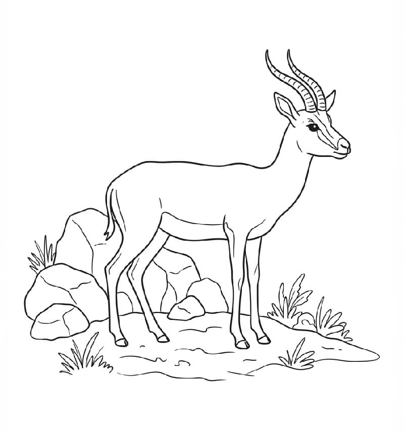 Antilope vicino a delle rocce da colorare