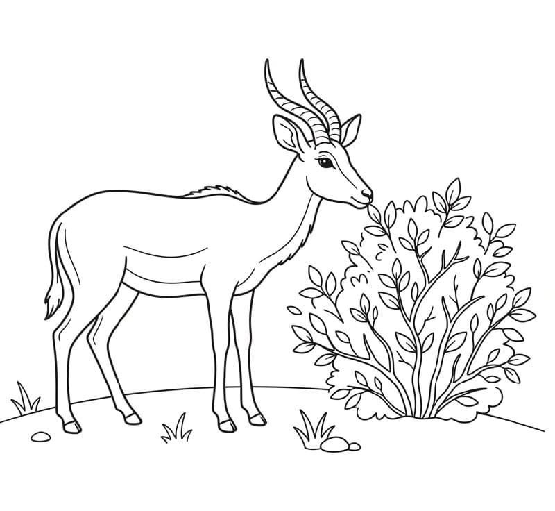 Antilope vicino a un cespuglio da colorare