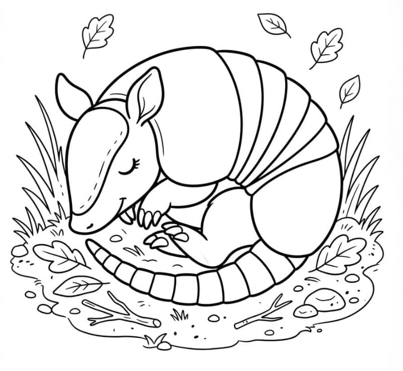 Armadillo addormentato da colorare