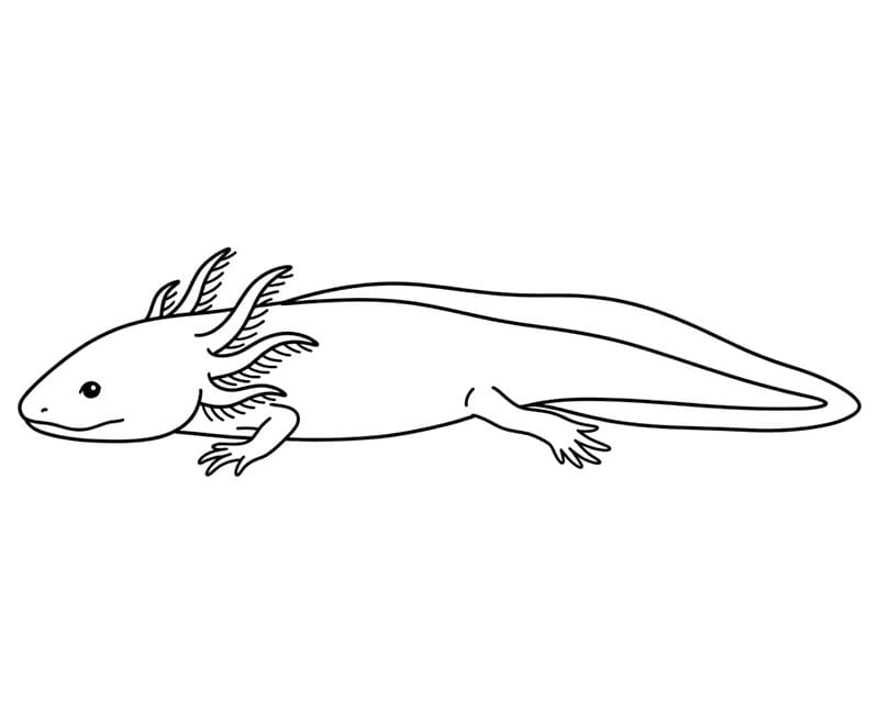 Axolotl a riposo da colorare