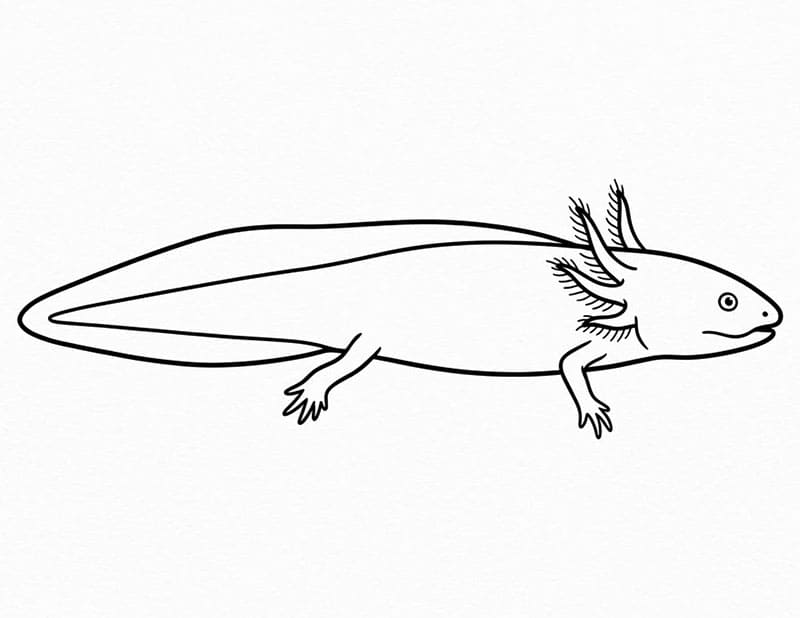 Axolotl che nuota da colorare