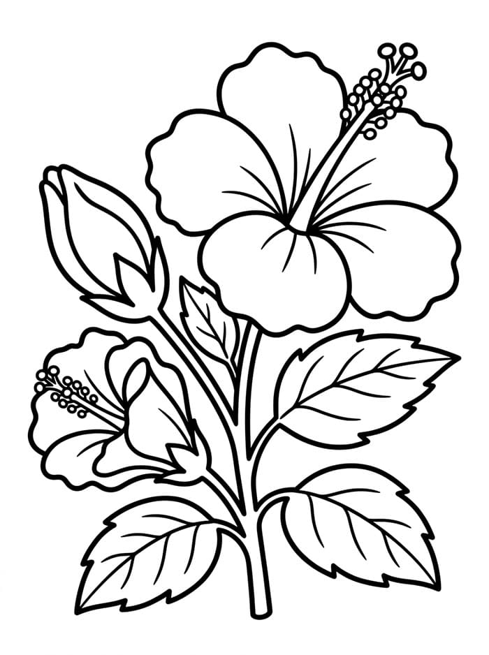 Ibisco