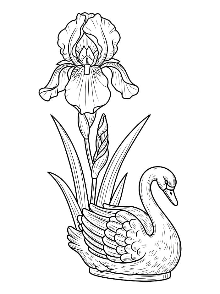 Cigno e Iris da colorare