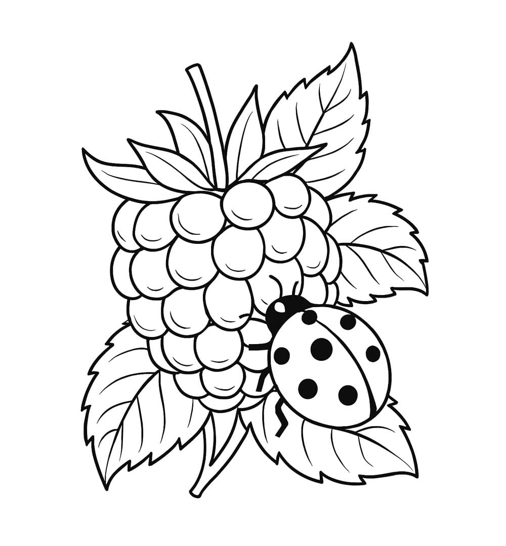 Coccinella e Lampone da colorare