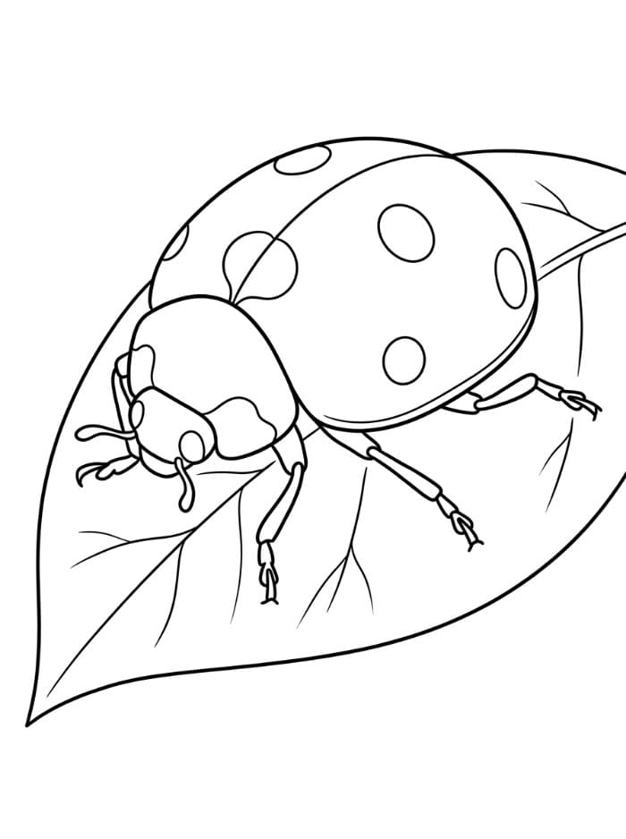 Coccinella realistica da colorare