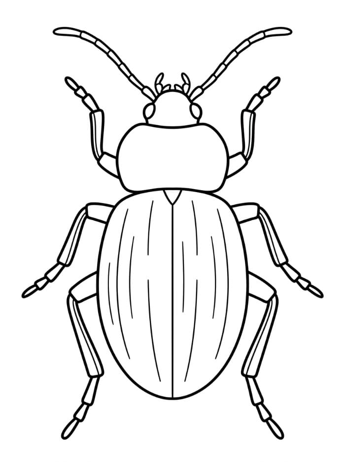 Coleottero carabide da colorare