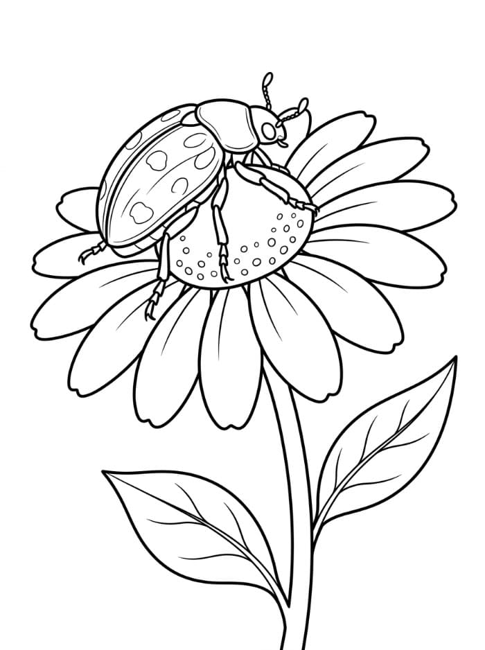 Coleottero su un fiore da colorare