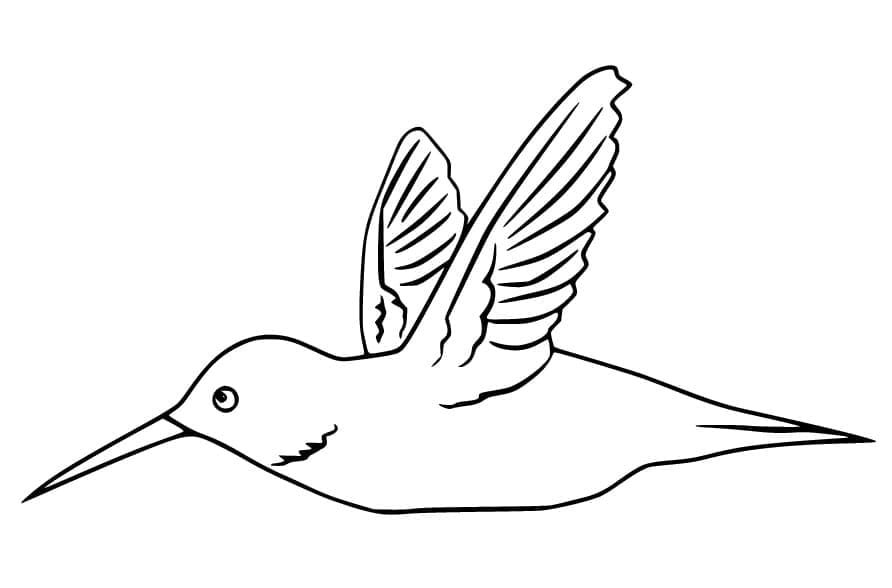 Colibrì semplice da colorare Colibrì semplice da colorare