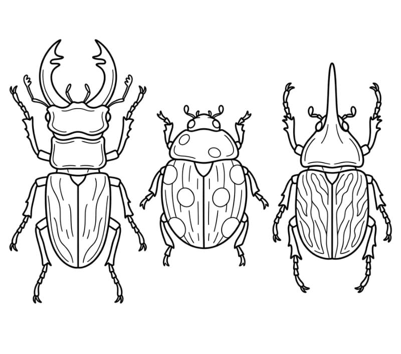 Collezione di coleotteri da colorare