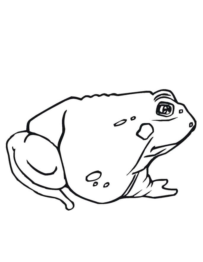 Cute Toad da colorare