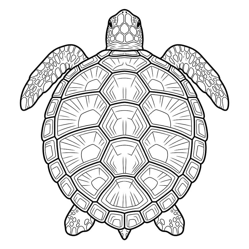 Dettagli sulle tartarughe marine da colorare