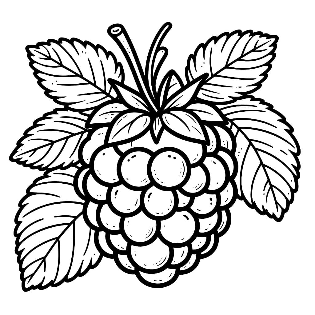 Disegna lampone da colorare