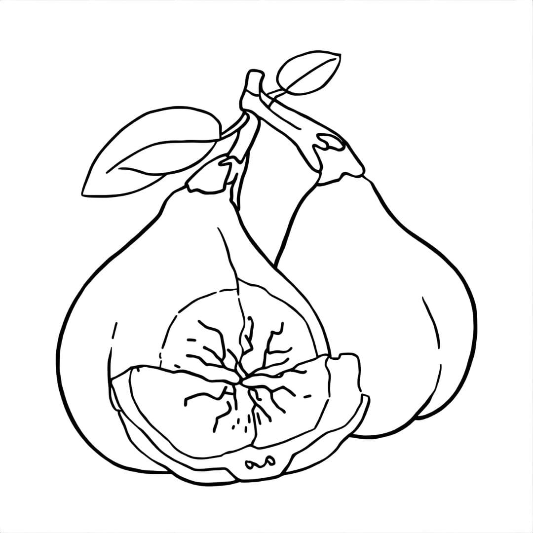 Disegna una Fig normale da colorare