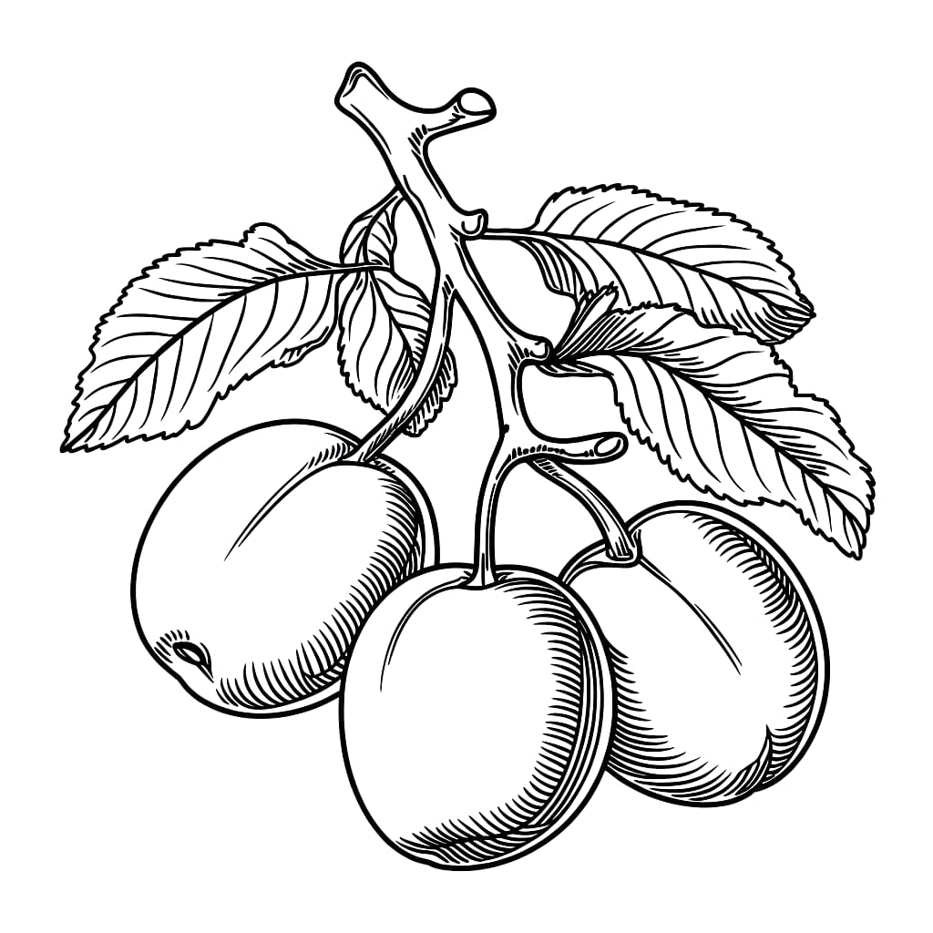 Disegna una prugna da colorare