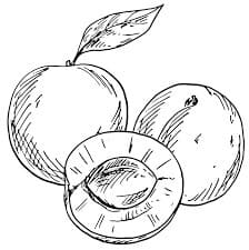 Disegno di tre albicocche da colorare