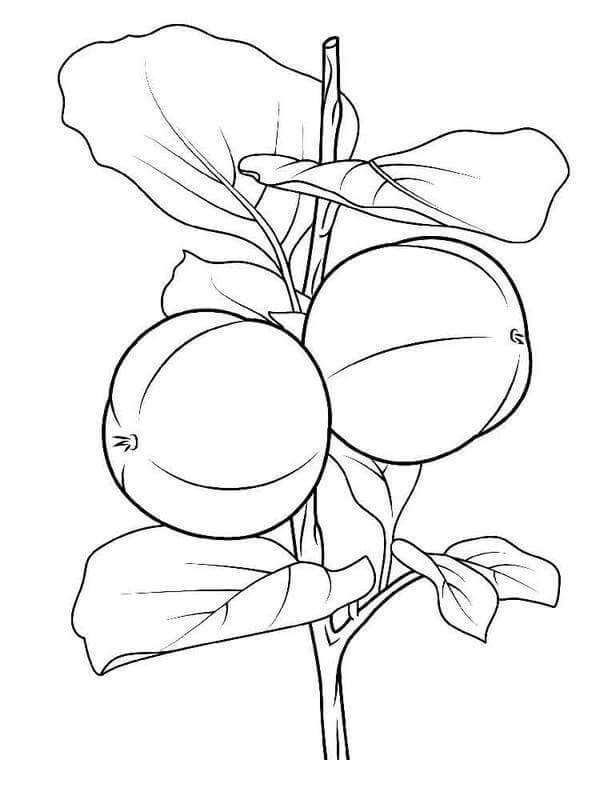 Due albicocche su un ramo da colorare