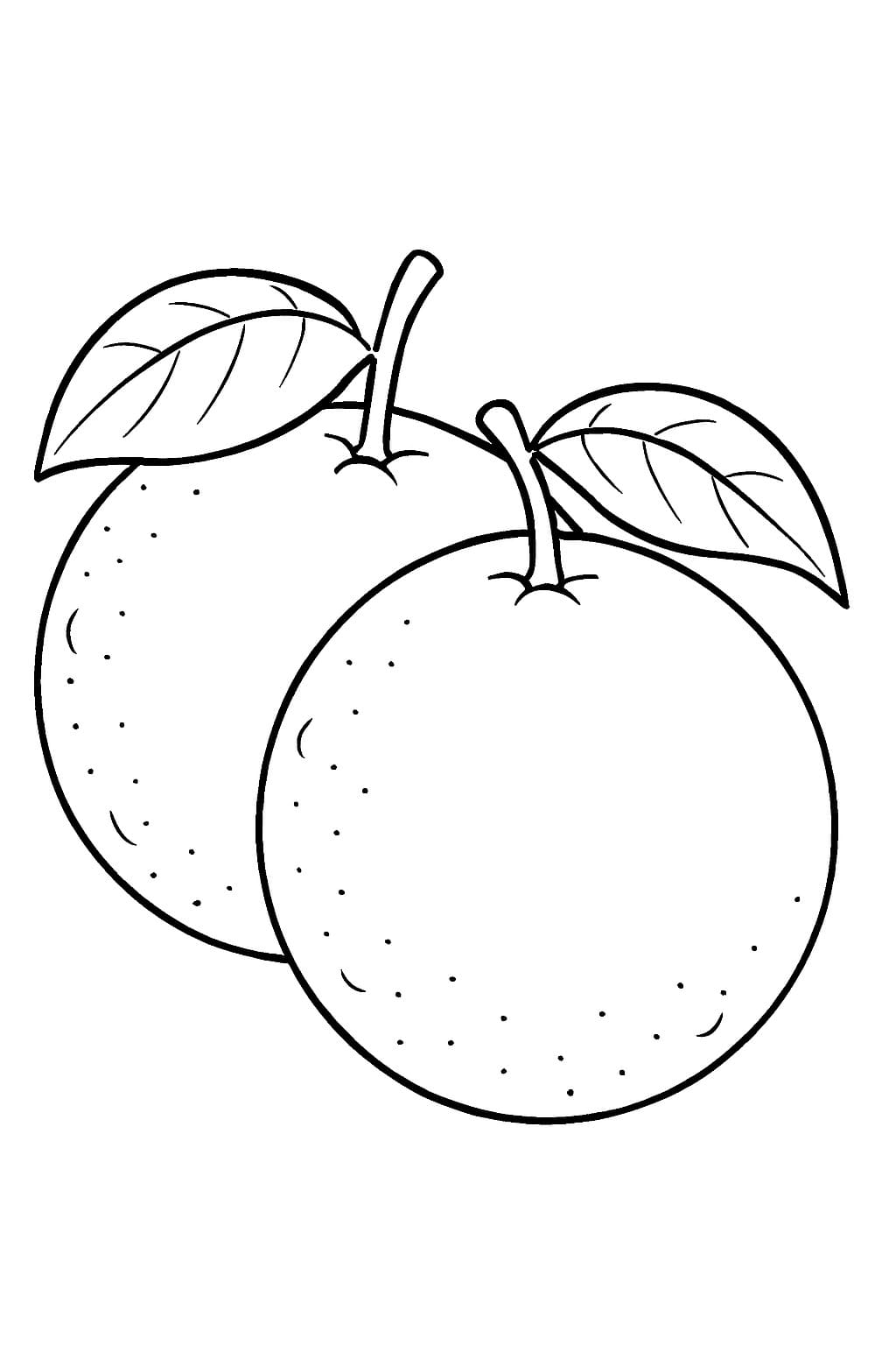 Due arance da colorare