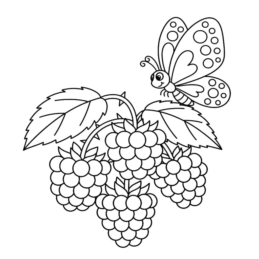 Farfalla e lampone da colorare