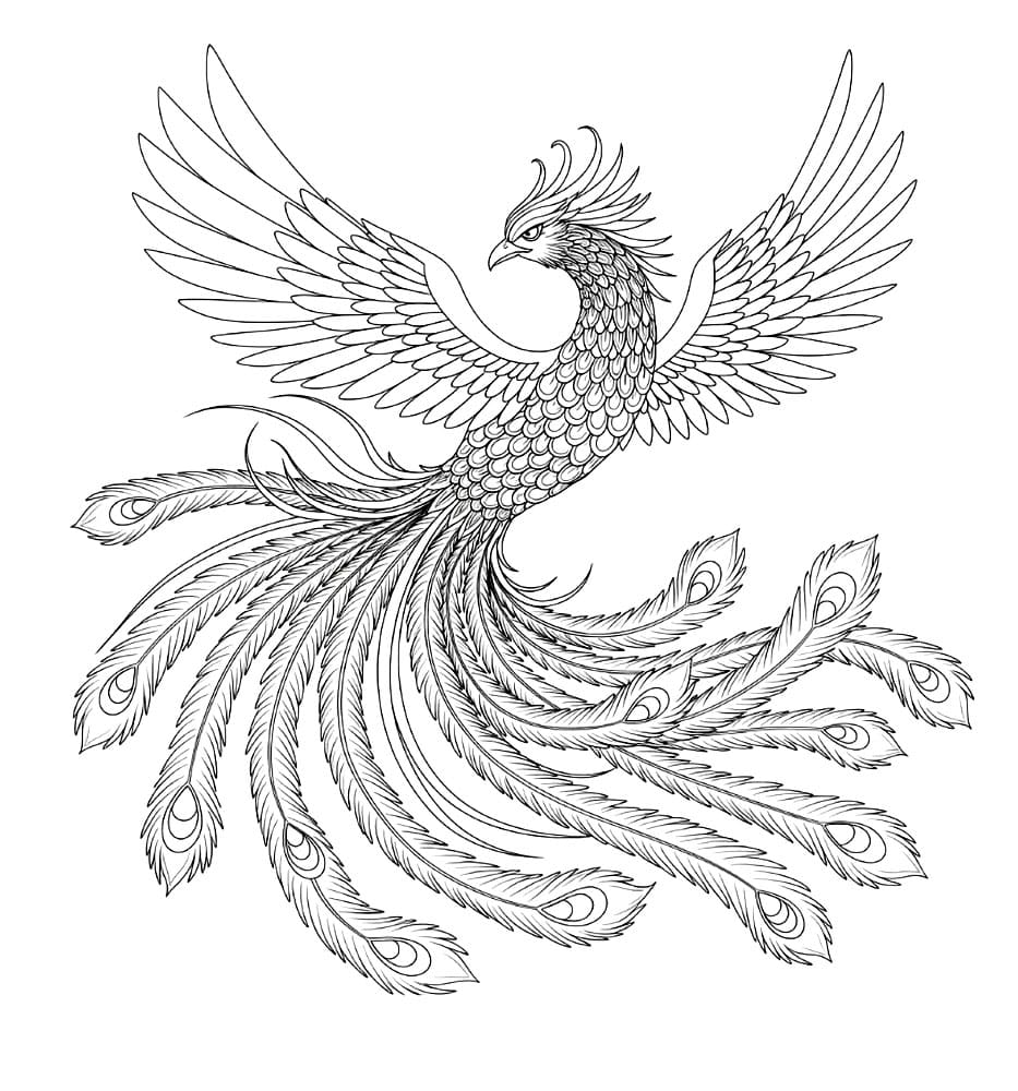 Fenice dalla coda lunga da colorare