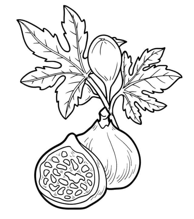 Fichi su un ramo di un albero da colorare