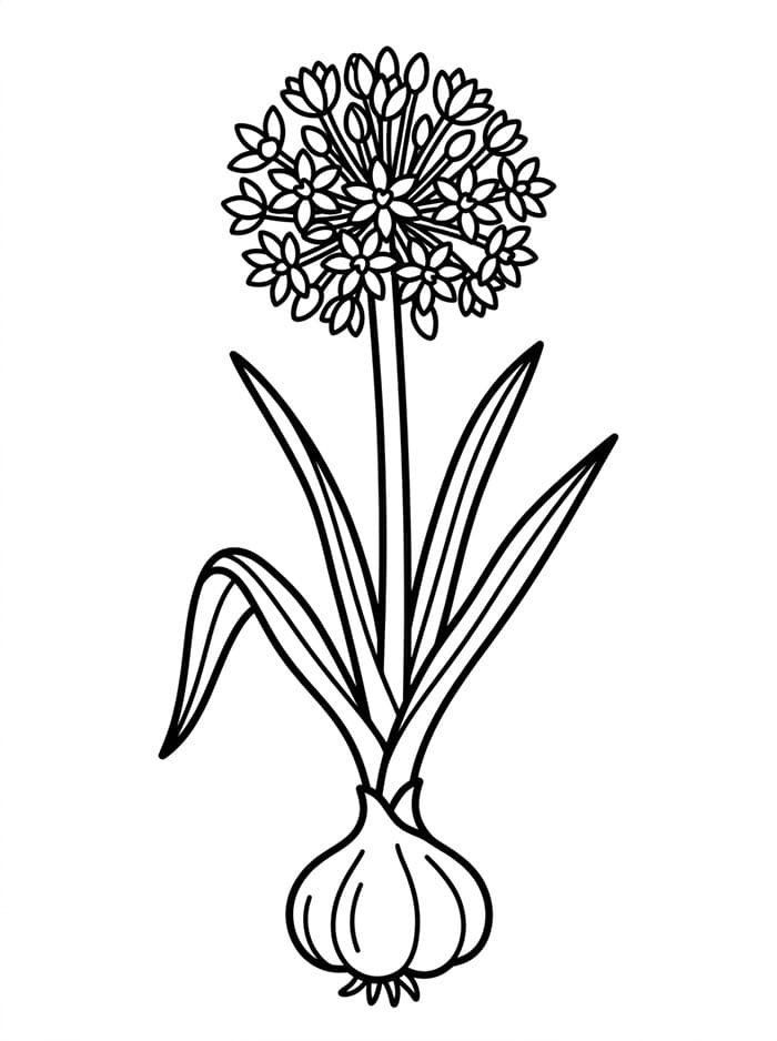 Fiore di Aglio da colorare