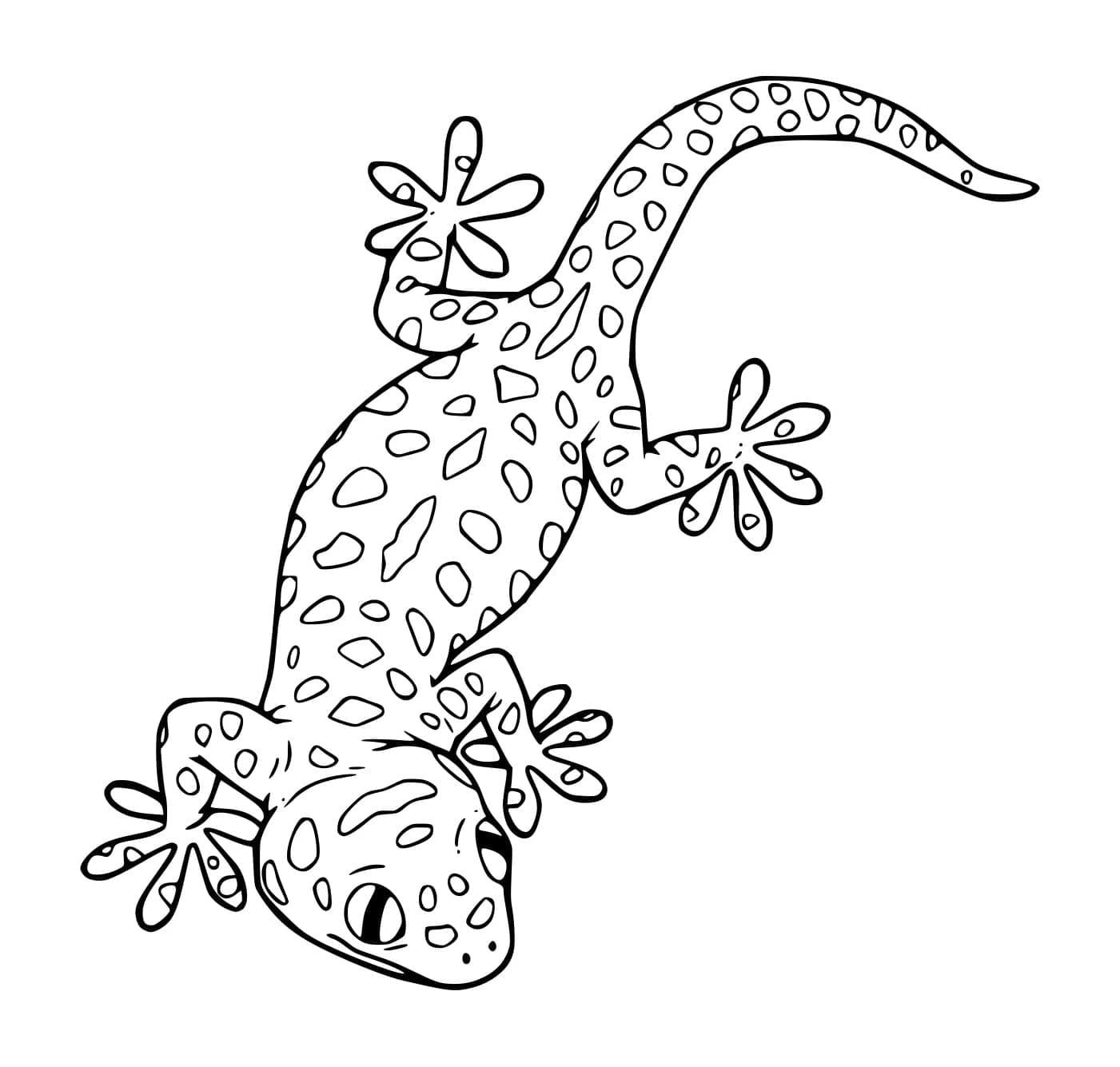 Geco leopardo comune da colorare Geco leopardo comune da colorare