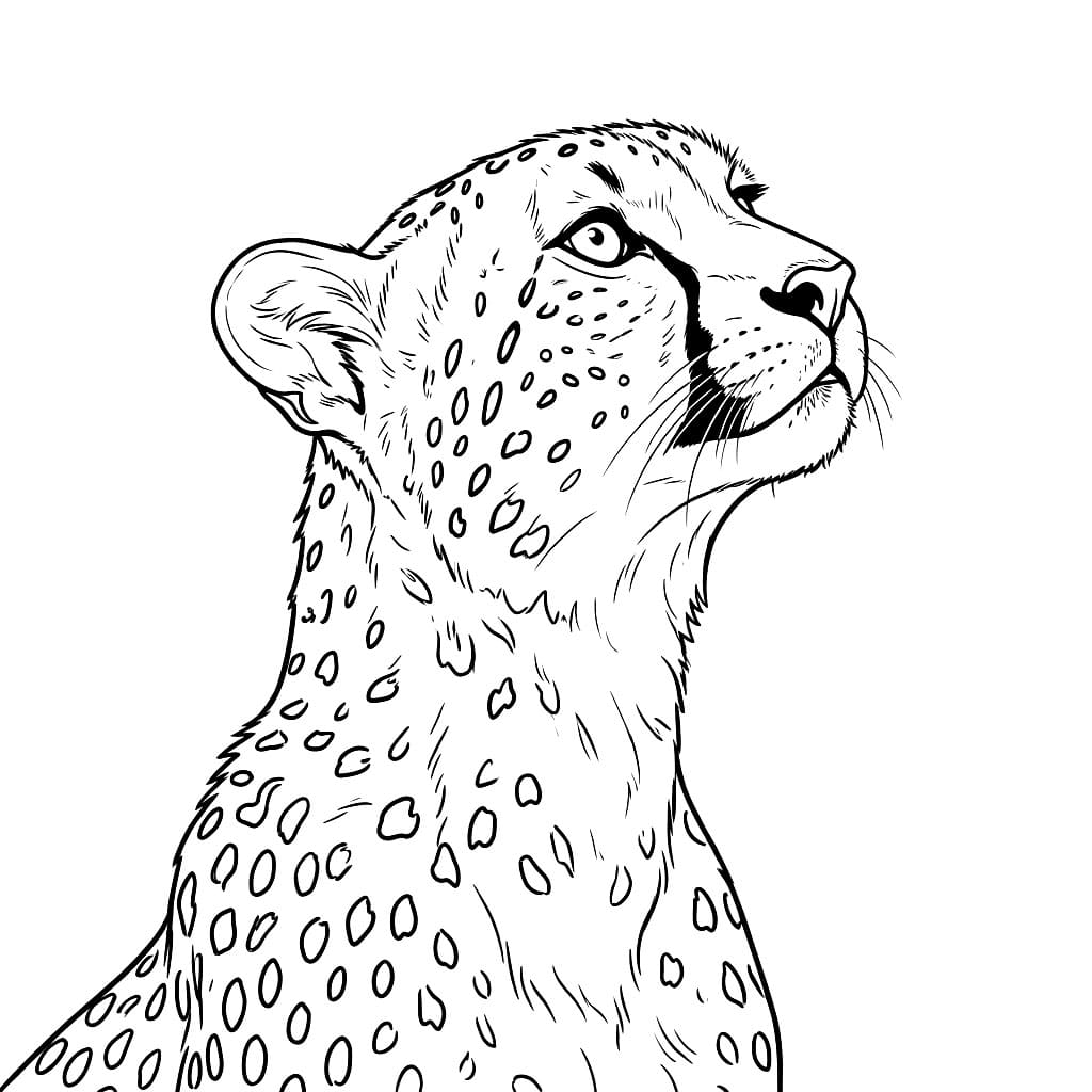 Ghepardo che guarda in alto da colorare