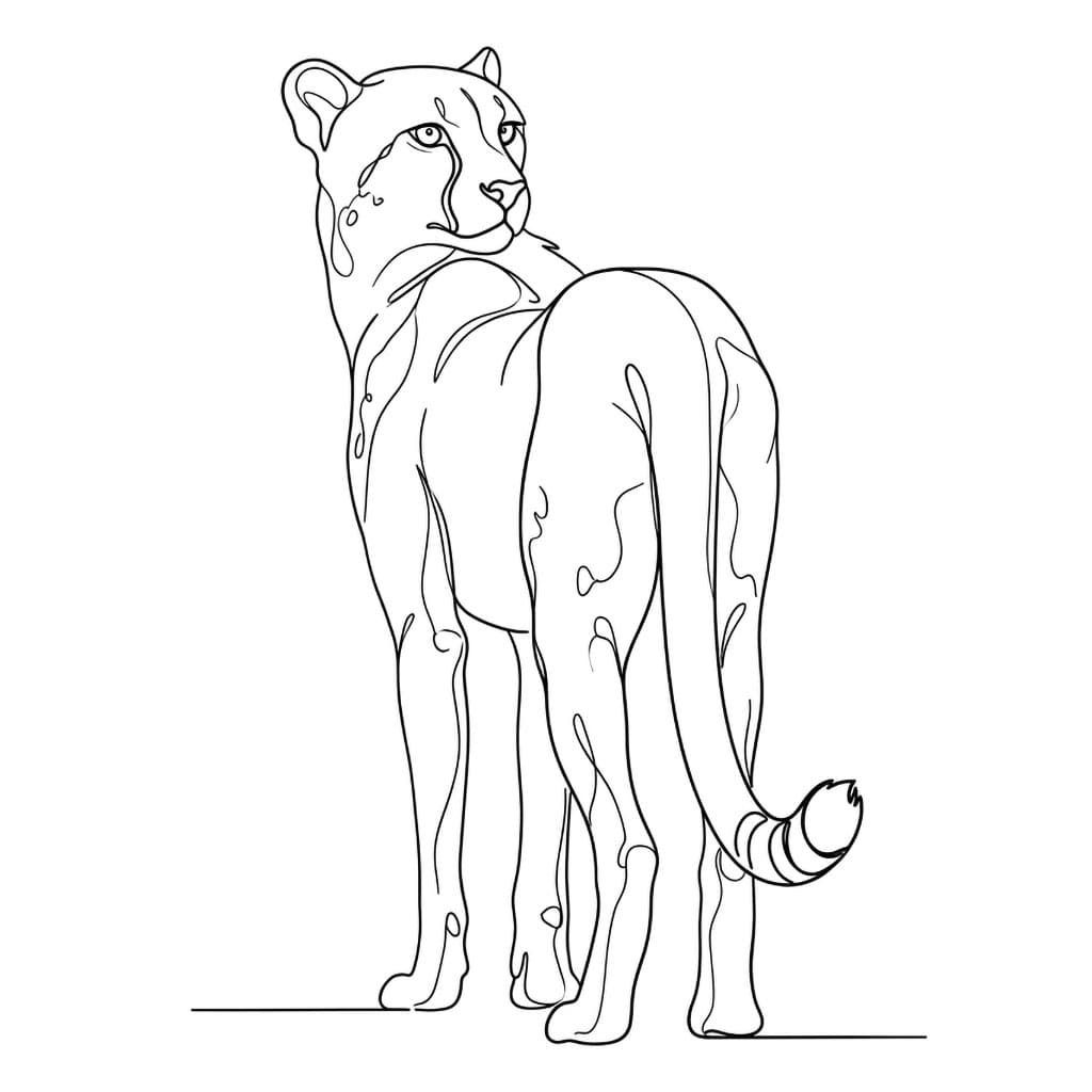 Ghepardo che guarda oltre da colorare