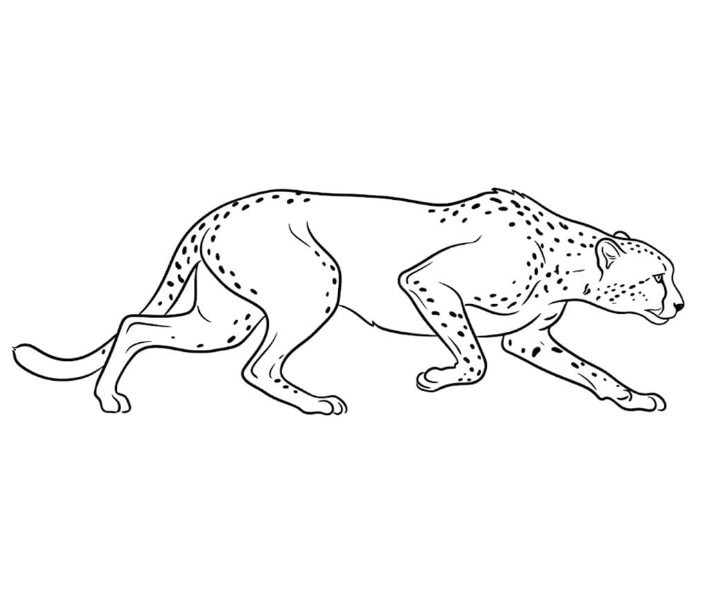 Ghepardo strisciare a bassa quota da colorare