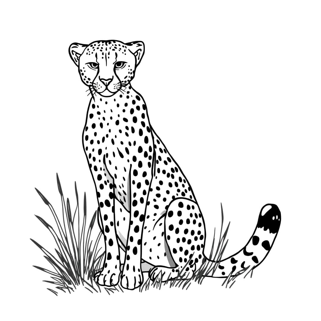 Ghepardo triste da colorare