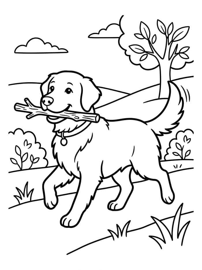 Golden Retriever che riporta un bastone da colorare